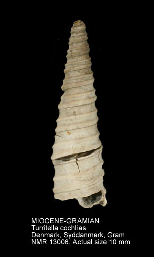 MIOCENE-GRAMIAN Turritella cochlias.jpg - MIOCENE-GRAMIANTurritella cochliasBayan,1873